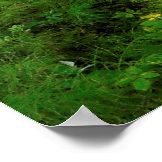 Clearwater River Trail Poster (Ecke)