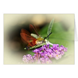 Clearwing Falke-Motte - Hemaris thysbe