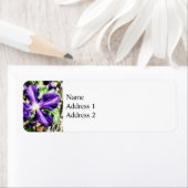 Clematian einer Steinmauer (Insitu)