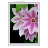 Clematis (Vorne)