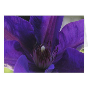 Clematis