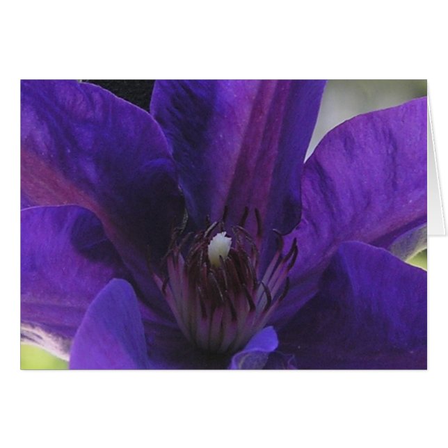 Clematis (Vorderseite (Horizontal))