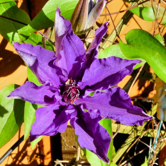CLEMATIS