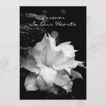 Clematis2a Dewdrops-Begräbnis-