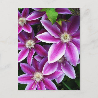 Clematis#1 Postkarte