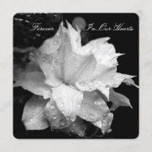 Clematis 2b Dewdrops-Gedenkfeier Ankündigung