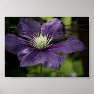 Clematis 8510 Druck Poster