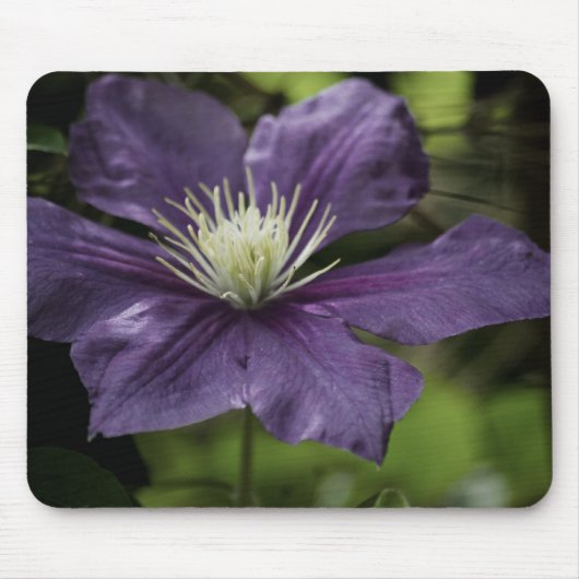 Clematis 8510 Mousepad (Vorne)