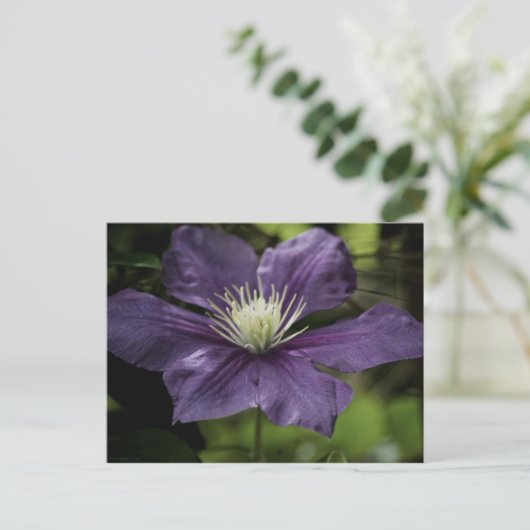 Clematis 8510 Postkarte (Stehend Vorderseite)