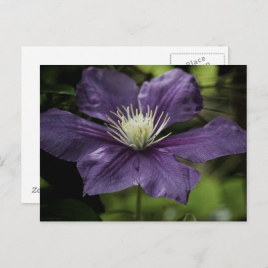 Clematis 8510 Postkarte (Vorne/Hinten)