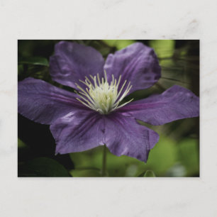 Clematis 8510 Postkarte