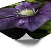 Clematis 8510 Print Poster (Ecke)