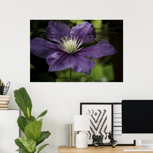 Clematis 8510 Print Poster (Heimbüro)