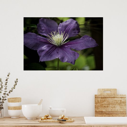 Clematis 8510 Print Poster (Küche)