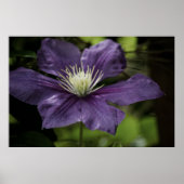 Clematis 8510 Print Poster (Vorne)