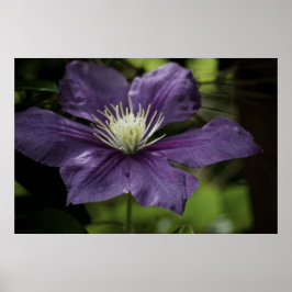 Clematis 8510 Print Poster