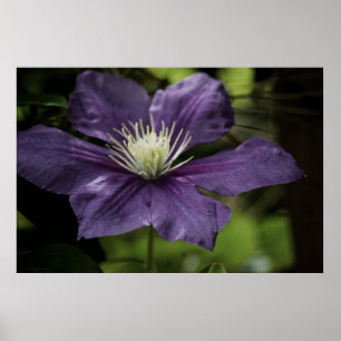 Clematis 8510 Print Poster
