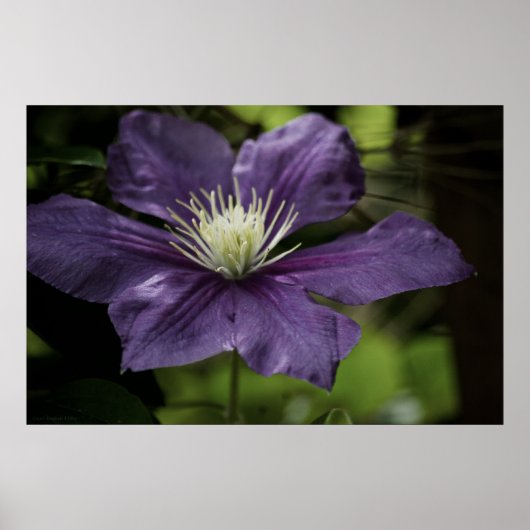 Clematis 8510 Print Poster (Vorne)