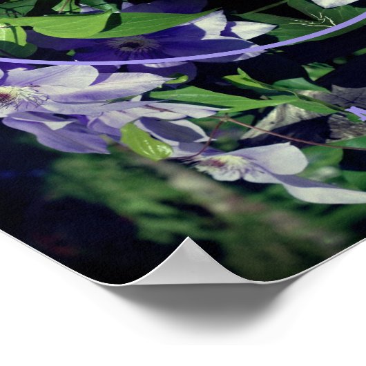 Clematis auf Zaunrahmen erstellen Ihr eigenes Foto Poster (Ecke)