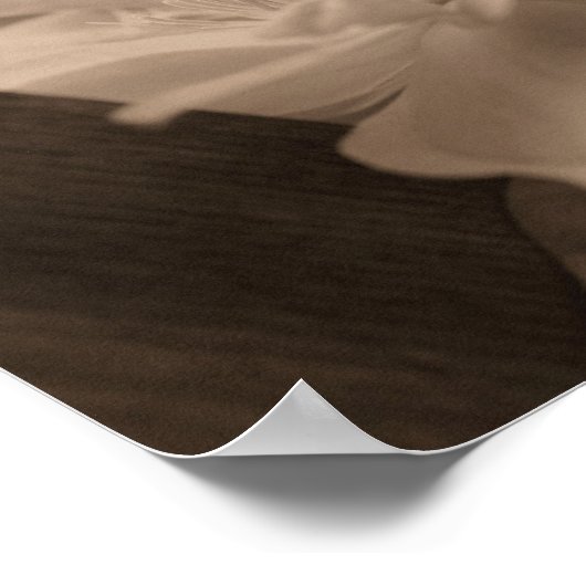 Clematis Blume auf Trellis in Sepia Poster (Ecke)