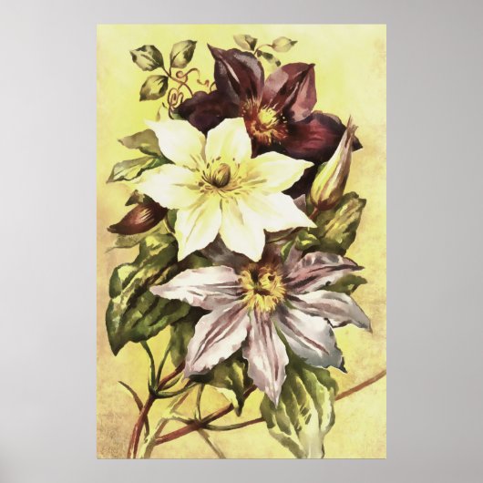 Clematis Blume Growers Botanische Kunst Poster (Vorne)