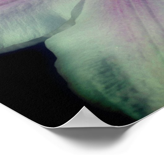 Clematis Blume Petals Up Nah Poster (Ecke)