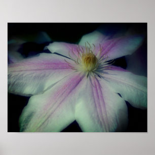 Clematis Blume Petals Up Nah Poster