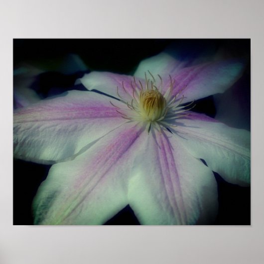 Clematis Blume Petals Up Nah Poster (Vorne)