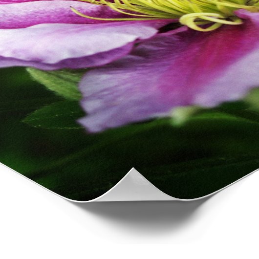 Clematis Blume Poster (Ecke)