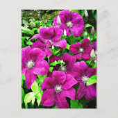 Clematis Blume Postkarte (Vorderseite)
