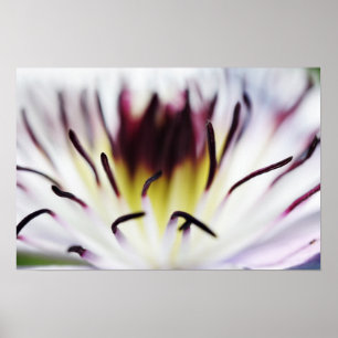 Clematis-Blüte Poster