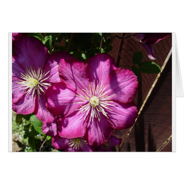 Clematis-Blüten (Vorderseite (Horizontal))