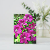 Clematis-Blüten Postkarte (Stehend Vorderseite)