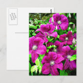 Clematis-Blüten Postkarte (Vorne/Hinten)