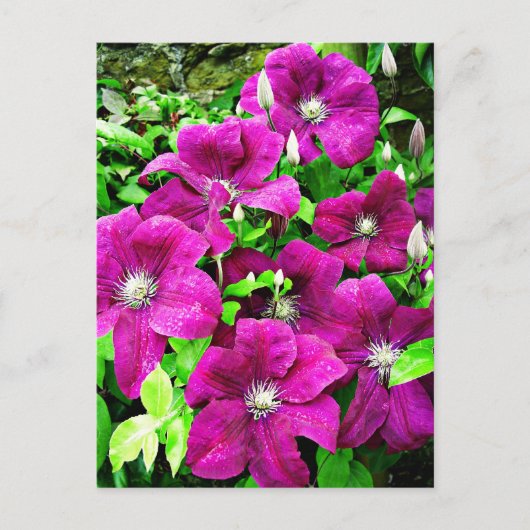 Clematis-Blüten Postkarte (Vorderseite)