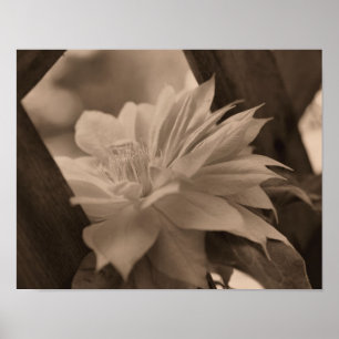 Clematis-Blütennest auf einem Gitter im Sepia-Ton Poster