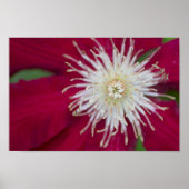 Clematis Closeup Poster (Vorne)