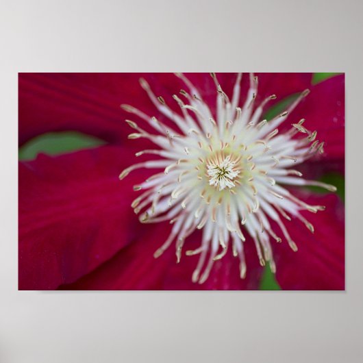 Clematis Closeup Poster (Vorne)