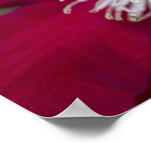 Clematis Closeup Poster (Ecke)