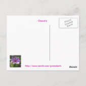 Clematis Cluster Postcard Postkarte (Rückseite)