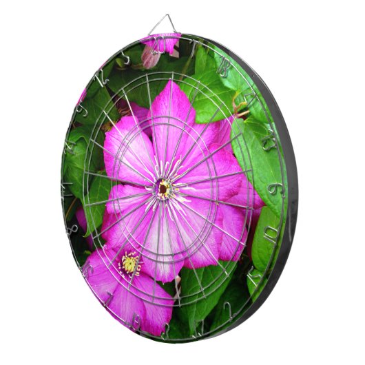 Clematis Dartscheibe (Vorderseite rechts)