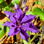 CLEMATIS FLIESE
