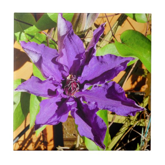 CLEMATIS FLIESE (Vorderseite)