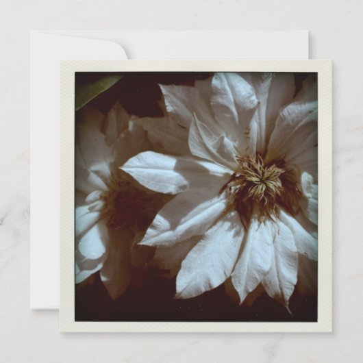 Clematis Floral Fotografy 2 Beerdigung Ankündigung (Vorderseite)