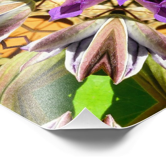 CLEMATIS FOTODRUCK (Ecke)