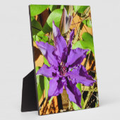 CLEMATIS FOTOPLATTE (Seite)