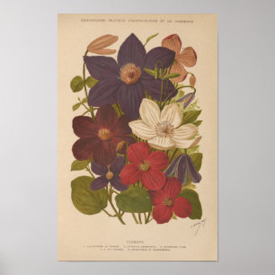 Clematis   George Nicholson Poster