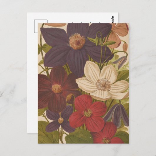 Clematis | George Nicholson Postkarte (Vorne/Hinten)