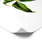 Clematis graveolens poster (Ecke)