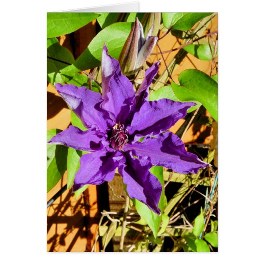CLEMATIS GREETING CARD (Vorne)